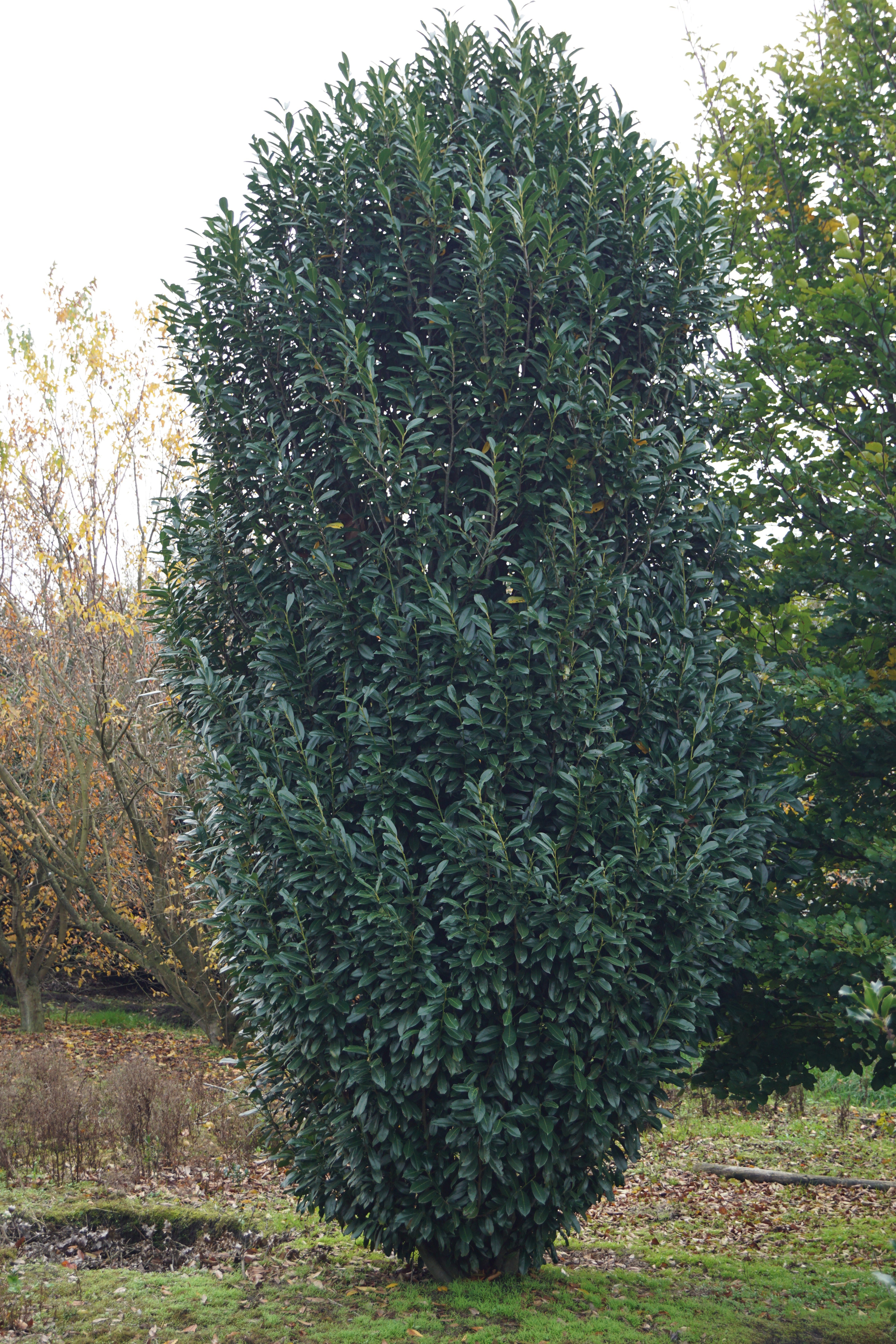 Prunus laurocerasus Herbergii_00